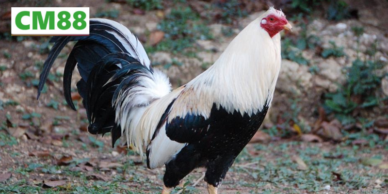 Câu hỏi thường gặp về Đá gà CM88